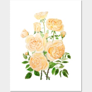 orange pat Austin rose watercolor painting Posters and Art